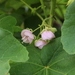 Imagem de Dombéia-rosa