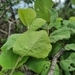 Imagem de Maiden's Bush