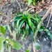 Imagem de Dracena Reflexa