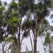 Imagem de Dracena
