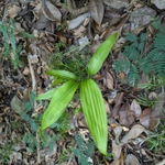 Imagem de Dracena