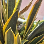 Imagem de Dracaena