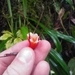 Imagem de Orquídea Drácula