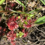 Imagem de Drosera natalensis é conhecida popularmente como "droséra"