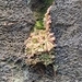Imagem de Drosera espatulada