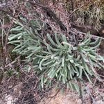 Imagem de Dudleya edulis