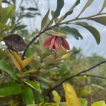 Imagem de Araticum-do-cerrado