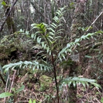 Imagem de Dypsis concinna