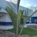 Imagem de Palmeira triangular