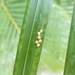 Imagem de Areca-bambu
