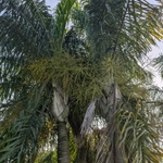 Imagem de Areca-bambu