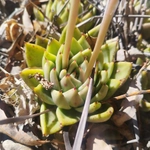 Imagem de Echeveria