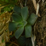 Imagem de rosa-de-pedra