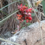 Imagem de Rosa-de-pedra