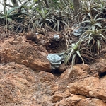 Imagem de Rosa-de-pedra