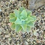 Imagem de Echeveria pallida