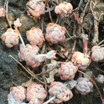 Imagem de Echeveria prolífica