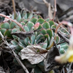 Imagem de Flor de Suculenta