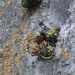 Imagem de Planta pelicia