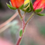 Imagem de Echeveria peluda