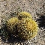 Imagem de Cacto ouriço