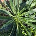 Imagem de Echium simplex