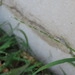 Imagem de Capim-dos-jardins