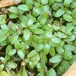 Imagem de Pimenta-d'água