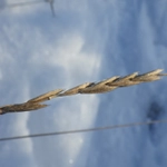 Imagem de Elymus repens