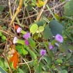 Imagem de Serralha-mirim