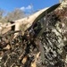 Imagem de Orquídea-borboleta