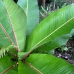 Imagem de Falso-banana
