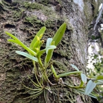 Imagem de Orquídea-rígida