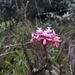 Imagem de Orquídea-rabo-de-gato