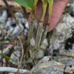 Imagem de Orquídea-bambu