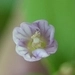 Imagem de Não há um nome popular amplamente reconhecido para "Epilobium hornemannii" no Brasil