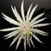 Imagem de Cacto-orquídea