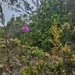 Imagem de Orquídea-do-brejo