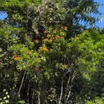 Imagem de Flor-de-maio