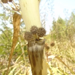 Imagem de Caraguatá