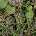 Imagem de Violeta
