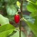 Imagem de Coca