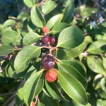 Imagem de Cereja-do-mato