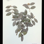 Imagem de Eugenia coronata
