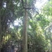 Imagem de Cereja-do-rio-grande