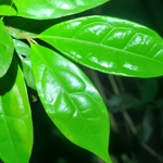 Imagem de Uvaia-do-mato