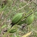 Imagem de Orquídea-bambu