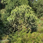 Imagem de Candelabro
