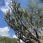 Imagem de Cacto-candelabro