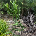 Imagem de Cacto-candelabro